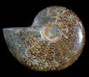 Polished, Agatized Ammonite (Cleoniceras) - Madagascar #54526-1